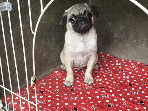 パグの子犬　ブリーダー 子犬専門　AngelWan 横浜