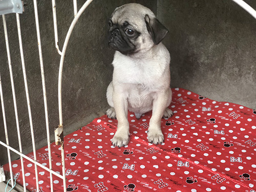 パグの子犬　ブリーダー 子犬専門　AngelWan 横浜