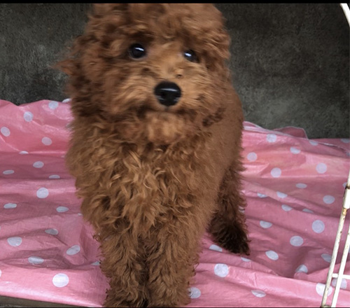  トイプードルの子犬　ブリーダー 子犬専門　AngelWan 横浜