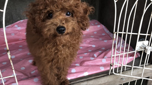  トイプードルの子犬　ブリーダー 子犬専門　AngelWan 横浜