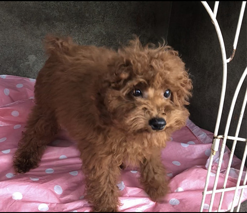  トイプードルの子犬　ブリーダー 子犬専門　AngelWan 横浜