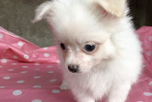 ミックスの子犬　ブリーダー 子犬専門　AngelWan 横浜