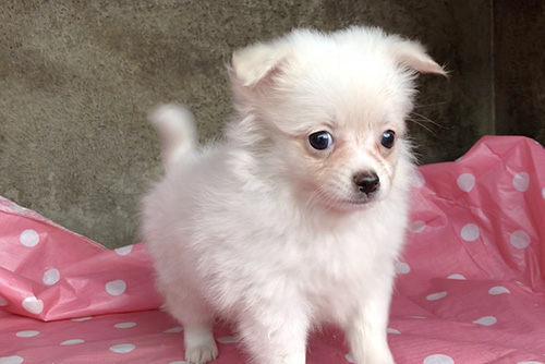 ミックスの子犬　ブリーダー 子犬専門　AngelWan 横浜