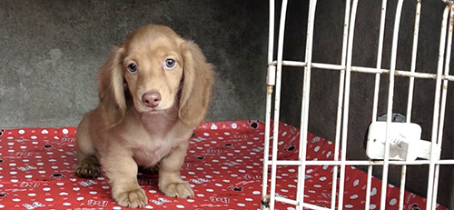  ミニチュアダックスフンドの子犬　ブリーダー 子犬専門　AngelWan 横浜