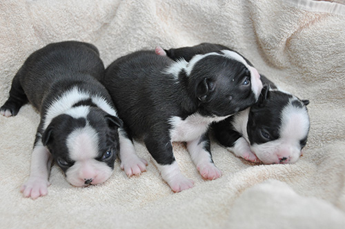 ボストンテリアの子犬 ブリーダー 子犬専門 AngelWan 横浜
