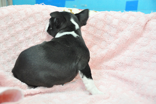 ボストンテリアの子犬　ブリーダー 子犬専門　AngelWan 横浜