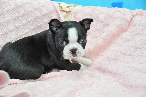 ボストンテリアの子犬　ブリーダー 子犬専門　AngelWan 横浜