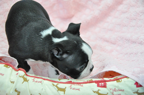 ボストンテリアの子犬　ブリーダー 子犬専門　AngelWan 横浜