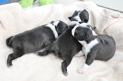 ボストンテリアの子犬 ブリーダー 子犬専門 AngelWan 横浜