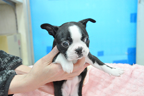 ボストンテリアの子犬　ブリーダー 子犬専門　AngelWan 横浜