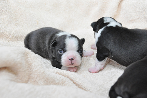 ボストンテリアの子犬 ブリーダー 子犬専門 AngelWan 横浜