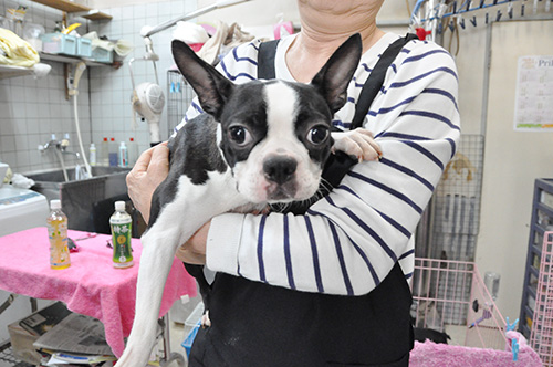 ボストンテリアの子犬 ブリーダー 子犬専門 AngelWan 横浜