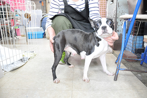 ボストンテリアの子犬 ブリーダー 子犬専門 AngelWan 横浜