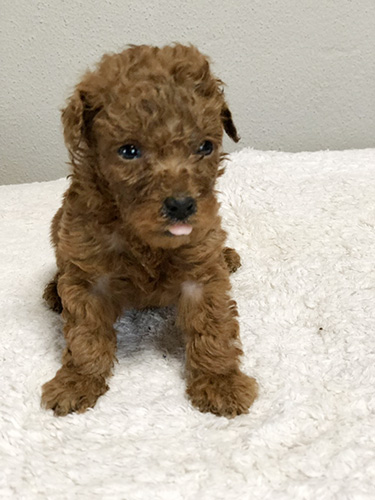 トイプードルの子犬　ブリーダー 子犬専門　AngelWan 横浜