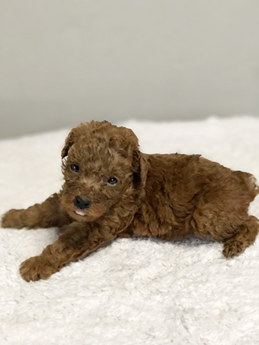 トイプードルの子犬　ブリーダー 子犬専門　AngelWan 横浜