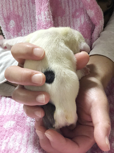 フレンチブルドッグの子犬　ブリーダー 子犬専門　AngelWan 横浜