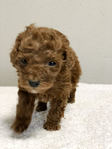 トイプードルの子犬　ブリーダー 子犬専門　AngelWan 横浜