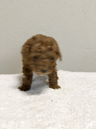 トイプードルの子犬　ブリーダー 子犬専門　AngelWan 横浜