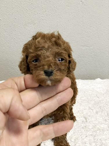 トイプードルの子犬　ブリーダー 子犬専門　AngelWan 横浜