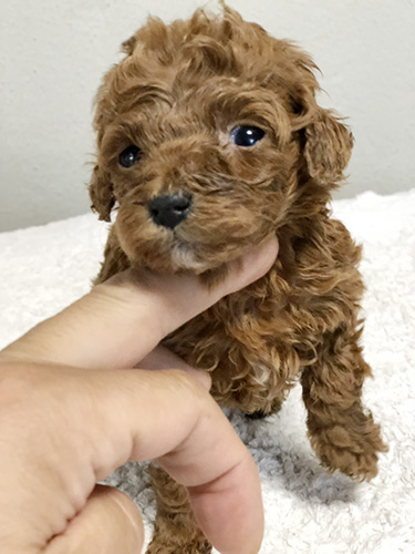 トイプードルの子犬　ブリーダー 子犬専門　AngelWan 横浜