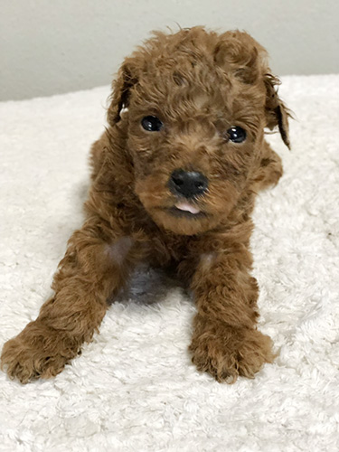 トイプードルの子犬　ブリーダー 子犬専門　AngelWan 横浜