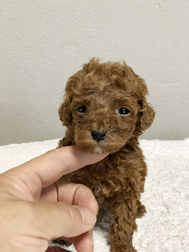 トイプードルの子犬　ブリーダー 子犬専門　AngelWan 横浜