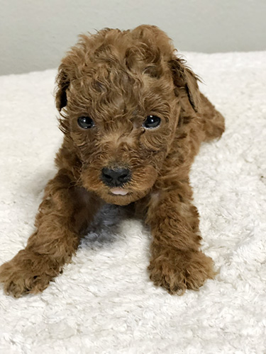 トイプードルの子犬　ブリーダー 子犬専門　AngelWan 横浜