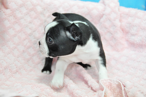 ボストンテリアの子犬 ブリーダー 子犬専門 AngelWan 横浜