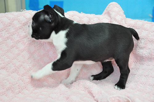 ボストンテリアの子犬 ブリーダー 子犬専門 AngelWan 横浜