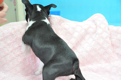 ボストンテリアの子犬 ブリーダー 子犬専門 AngelWan 横浜