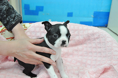 ボストンテリアの子犬 ブリーダー 子犬専門 AngelWan 横浜