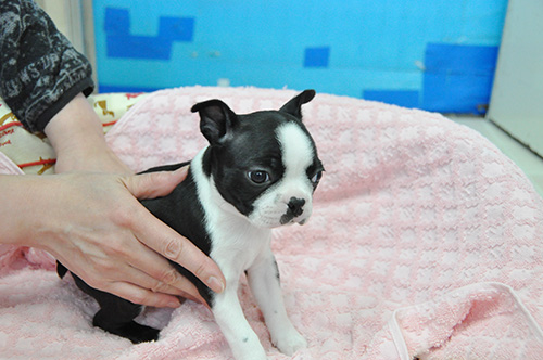 ボストンテリアの子犬 ブリーダー 子犬専門 AngelWan 横浜
