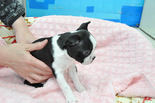ボストンテリアの子犬 ブリーダー 子犬専門 AngelWan 横浜