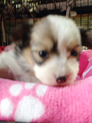 ミックスの子犬の子犬 ブリーダー 子犬専門 AngelWan 横浜