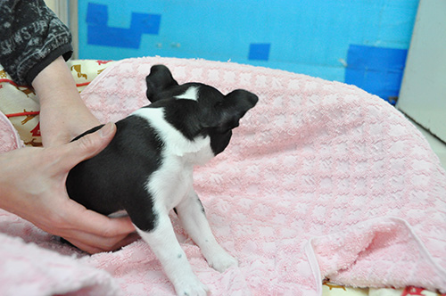 ボストンテリアの子犬 ブリーダー 子犬専門 AngelWan 横浜