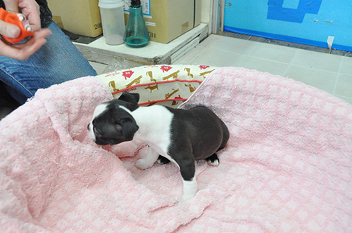 ボストンテリアの子犬 ブリーダー 子犬専門 AngelWan 横浜