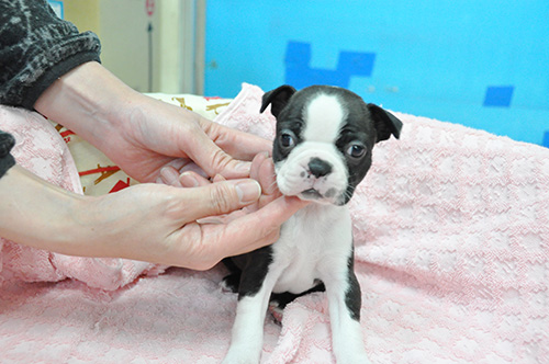 ボストンテリアの子犬 ブリーダー 子犬専門 AngelWan 横浜