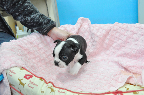 ボストンテリアの子犬 ブリーダー 子犬専門 AngelWan 横浜