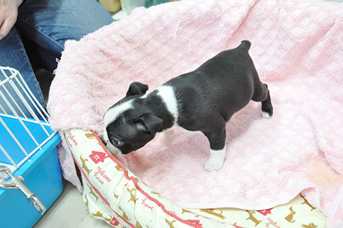 ボストンテリアの子犬 ブリーダー 子犬専門 AngelWan 横浜