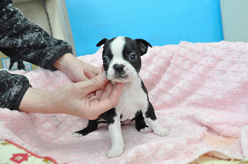 ボストンテリアの子犬 ブリーダー 子犬専門 AngelWan 横浜