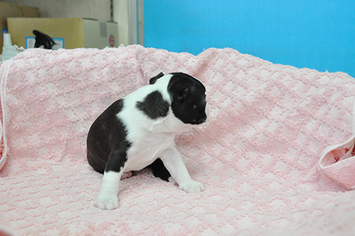 ボストンテリアの子犬　ブリーダー 子犬専門　AngelWan 横浜