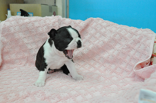 ボストンテリアの子犬　ブリーダー 子犬専門　AngelWan 横浜