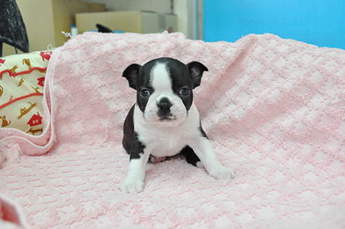 ボストンテリアの子犬　ブリーダー 子犬専門　AngelWan 横浜