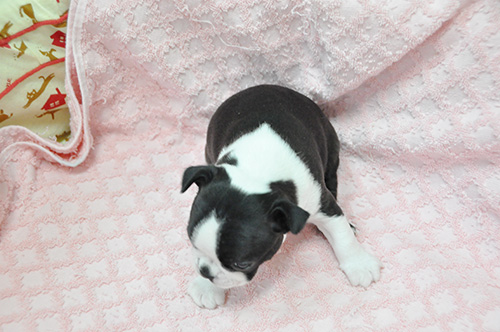 ボストンテリアの子犬　ブリーダー 子犬専門　AngelWan 横浜