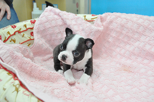 ボストンテリアの子犬　ブリーダー 子犬専門　AngelWan 横浜