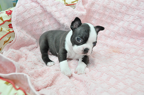 ボストンテリアの子犬　ブリーダー 子犬専門　AngelWan 横浜