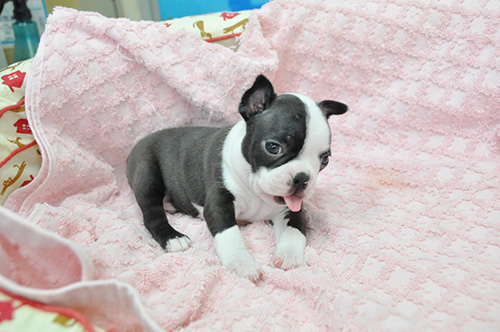 ボストンテリアの子犬　ブリーダー 子犬専門　AngelWan 横浜
