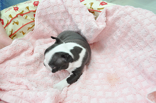 ボストンテリアの子犬　ブリーダー 子犬専門　AngelWan 横浜