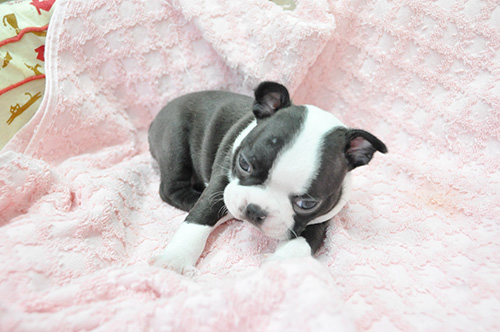 ボストンテリアの子犬　ブリーダー 子犬専門　AngelWan 横浜