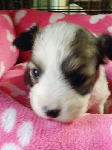 ミックスの子犬の子犬　ブリーダー 子犬専門　AngelWan 横浜